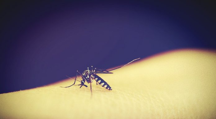Basmi Malaria picture