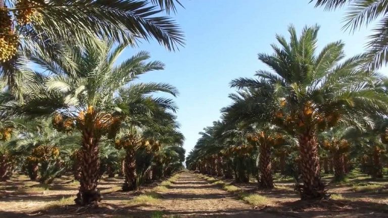 Waspadai Investasi Ilegal Berkedok Perkebunan dan Penanaman Pohon