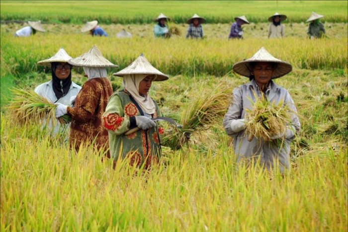 petani dan minyak goreng