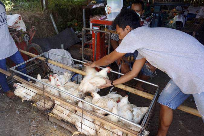 harga ayam anjok