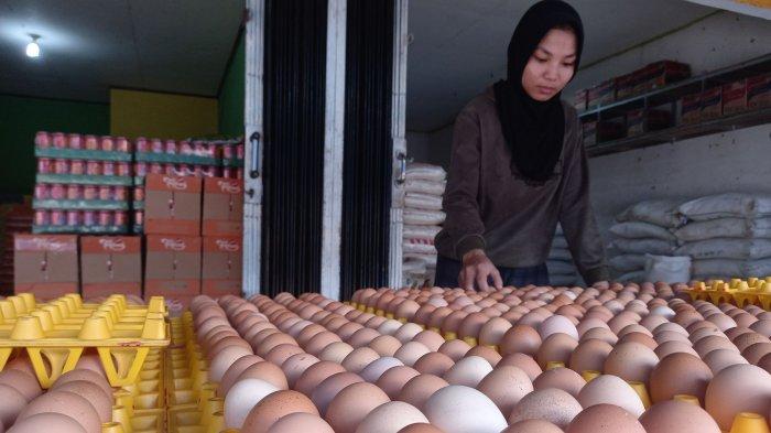 harga telur ayam