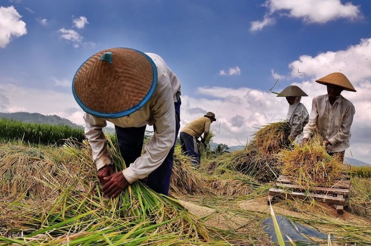 harga komoditas pangan