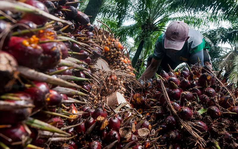 industri minyak sawit