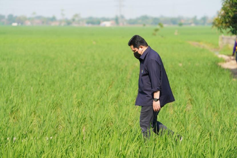 menteri erick petani