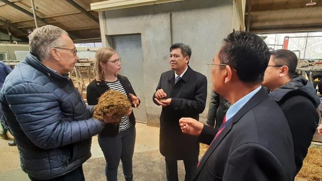 Indonesia Beli Sapi Perah Belanda